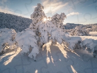 Góry Krymskie, Śnieg, Promienie słońca, Zima, Drzewa, Ukraina