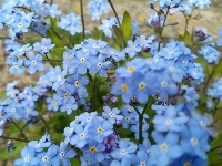 Kwiaty, Niebieskie, Niezapominajka