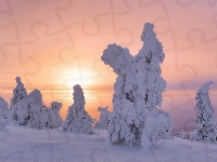 Zachód słońca, Zaśnieżone, Finlandia, Zima, Drzewa, Laponia