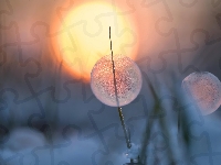Trawa, Bańka, SŁońca, Źdźbło, Zamarznięta