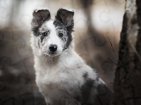 Border collie, Pies, Szczeniak