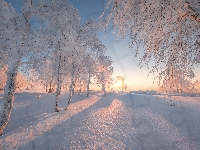 Ośnieżone, Słońce, Zima, Śnieg, Drzewa