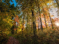 Lato, Ścieżka, Las, Drzewa, Promienie słońca