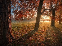 Drzewa, Carskie Sioło, Rosja, Park, Jesień, Promienie słońca, Petersburg