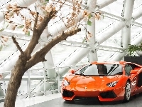 Samochodowy, 2013, Magnolii, Aventador, Salon, Lamborghini, Krzew