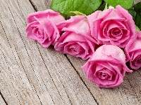 Róże, Różowe, Mokre, Deski