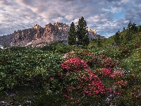 Włochy, Góry, Drzewa, Dolina Van Gardena, Dolomity, Różaneczniki