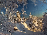 Las, Drzewa, Rosja, Park Narodowy Taganaj, Zima
