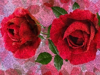 Dwie, Róże, Grafika, Kwiaty, Czerwone