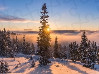 Las, Promienie słońca, Zima, Drzewa, Mgła