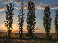 Topole, Drzewa, Zachód słońca