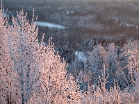Drzewa, Zima, Tajga