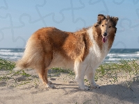 Owczarek szkocki długowłosy, Pies, Plaża