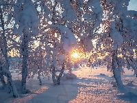 Drzewa, Wschód słońca, Ośnieżone, Zima