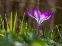 Krokus, Fioletowy, Zbliżenie