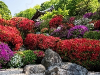 Kwiaty, Różaneczniki, Kamienie, Krzewy, Ogród, Rododendrony, Dom