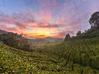 Plantacja, Cameron Highlands, Malezja, Wschód słońca, Wzgórza, Drzewa, Stan Pahang