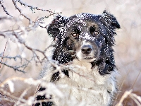 Śnieg, Pies, Border collie, Gałązki