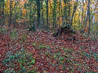 Drzewa, Jesień, Las, Pień