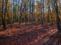 Drzewa, Liście, Las, Jesień, Opadłe
