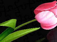 Czarne, Tulipan, 2D, Kwiat, Różowy, Tło