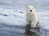 Polarny, Mały, Niedźwiedź, Śnieg