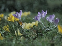 Krokusy, Liliowe, Żółte, Kwiaty