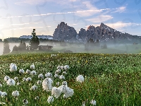 Domy, Kwiaty, Dolina Val Gardena, Góry Sassolungo, Włochy, Płaskowyż Seiser Alm, Łąka, Mgła, Dolomity