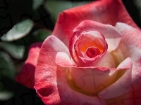 Różowa, Kwiat, Róża