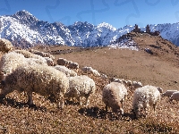 Cminda Sameba, Kazbek, Gergeti, Góra, Gruzja, Kościół, Klasztor, Góry, Owce, Świętej Trójcy