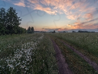 Droga, Łąki, Wschód słońca, Drzewa