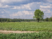 Krowy, Droga, Łąki, Pastwisko, Drzewa