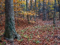 Opadłe, Drzewa, Rośliny, Jesień, Las, Liście