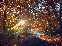 Jesień, Poranek, Droga, Drzewa, Promienie słońca