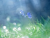 Kwiaty, Cebulica syberyjska, Niebieskie, Zbliżenie