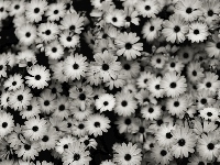 Białe, Efekt, Czarno, Kwiaty