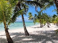 Palmy, Morze, Bahamy, Wybrzeże, Plaża