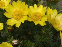 Żółte, Miłek wiosenny, Kwiaty