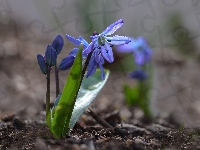 Niebieski, Kwiatek, Cebulica