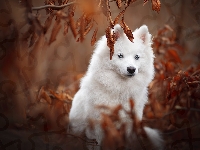 Niebieskie, American eskimo dog, Rozmyte tło, Amerykański pies eskimoski, Pies, Oczy, Liście