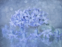 Niebieski, Hiacynt, Kwiat, Wazonik