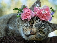 Kot, Bury, Kwiaty
