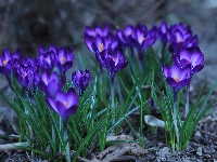 Kwiaty, Krokusy, Fioletowe, Kępki