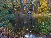Las, Altana, Jesień, Drzewa, Jezioro