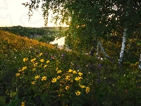 Kwiaty, Żółte, Wzgórze, Rzeka Krasivaya Mecha, Rosja, Brzozy, Lato, Drzewa, Obwód tulski