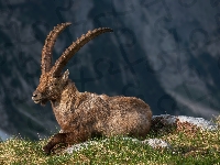 Leżący, Koziorożec alpejski