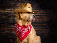 Kapelusz, Apaszka, Pies, Golden retriver, Czerwona