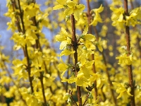 Kwiaty, Forsycja, Krzew, Żółte, Gałązki