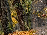 Park, Drzewa, Liście, Alejka, Jesień, Kobiety, Ławka