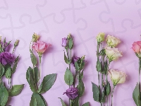 Eustoma, Kwiaty, Liście